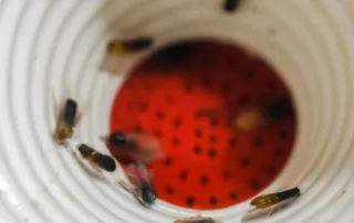 How Do I Get Rid Of Fruit Flies In Drain?