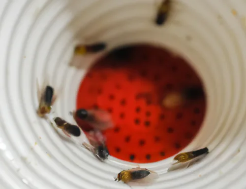 How Do I Get Rid Of Fruit Flies In Drain?